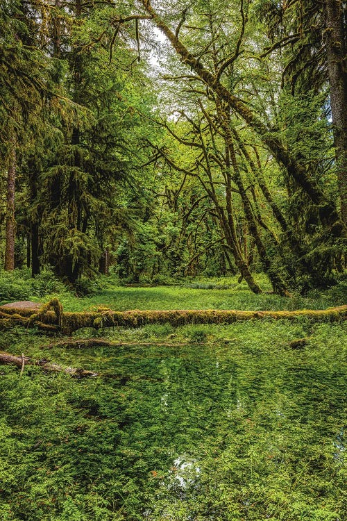 Olympic National Park Forest III