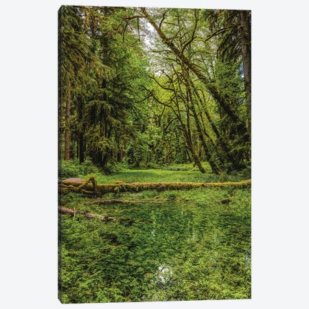 Olympic National Park Forest III Canvas Print #AGP593} by Alex G Perez Canvas Print