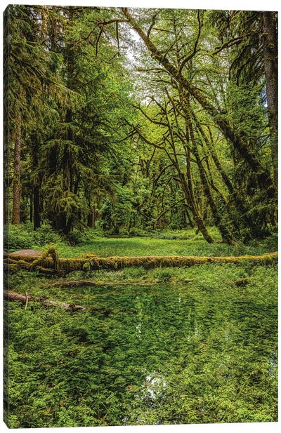 Olympic National Park Forest III Canvas Art Print