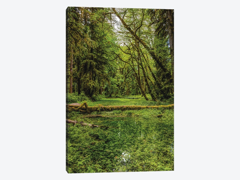 Olympic National Park Forest III by Alex G Perez 1-piece Canvas Print