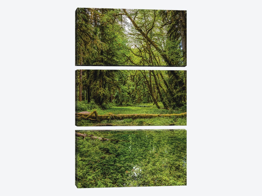 Olympic National Park Forest III by Alex G Perez 3-piece Canvas Print