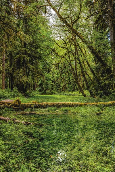 Alex G Perez: Olympic National Park Forest III by Alex G Perez