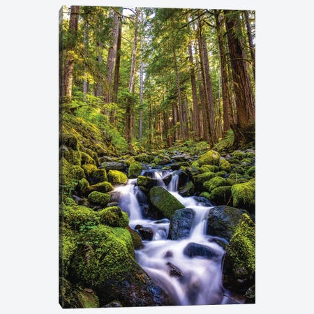 Olympic National Park Forest Waterfall I Canvas Print #AGP594} by Alex G Perez Canvas Wall Art