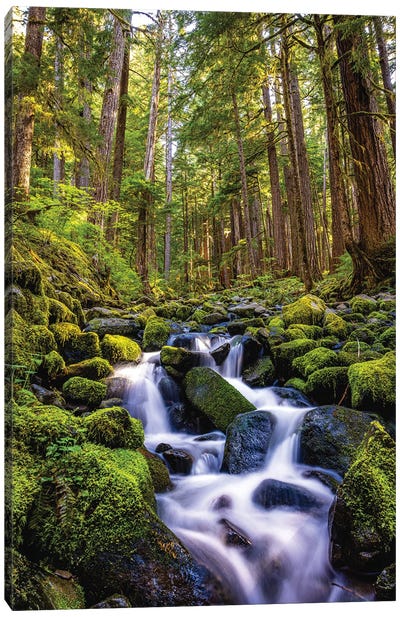 Olympic National Park Forest Waterfall I Canvas Art Print - Alex G Perez