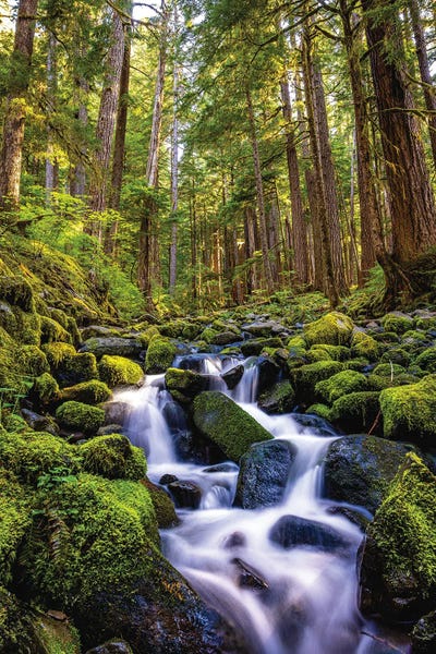 Nature Lover: Olympic National Park Forest Waterfall I by Alex G Perez