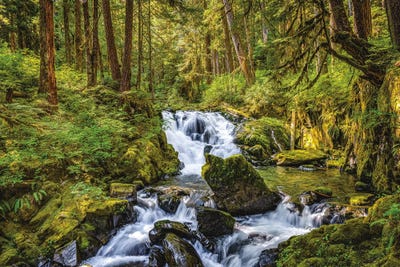 Olympic National Park Forest Waterfall II by Alex G Perez canvas print
