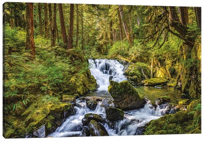 Olympic National Park Forest Waterfall II Canvas Art Print - Alex G Perez