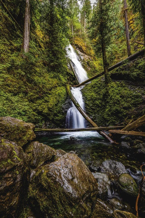 Olympic National Park Forest Waterfall III