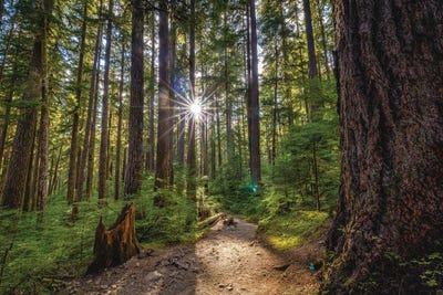 Olympic National Park Forest Waterfall IV by Alex G Perez canvas print