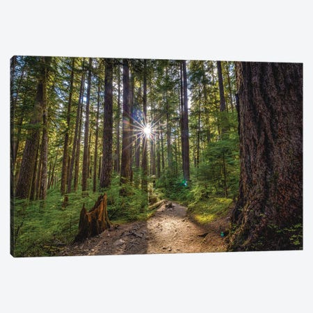Olympic National Park Forest Waterfall IV Canvas Print #AGP597} by Alex G Perez Canvas Art