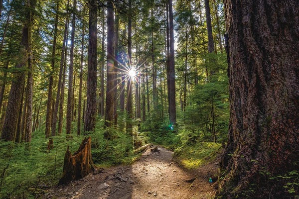 Olympic National Park Forest Waterfall IV
