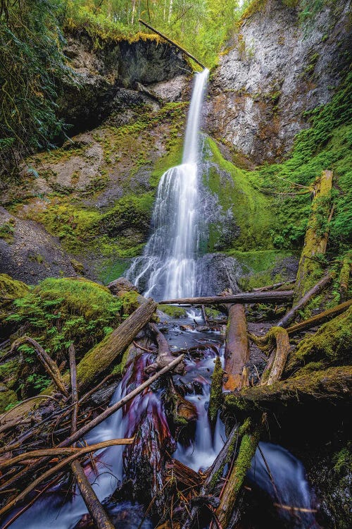 Olympic National Park Forest Waterfall V