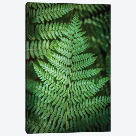 Olympic National Park Green Forest Leaf I Canvas Print #AGP599} by Alex G Perez Canvas Print