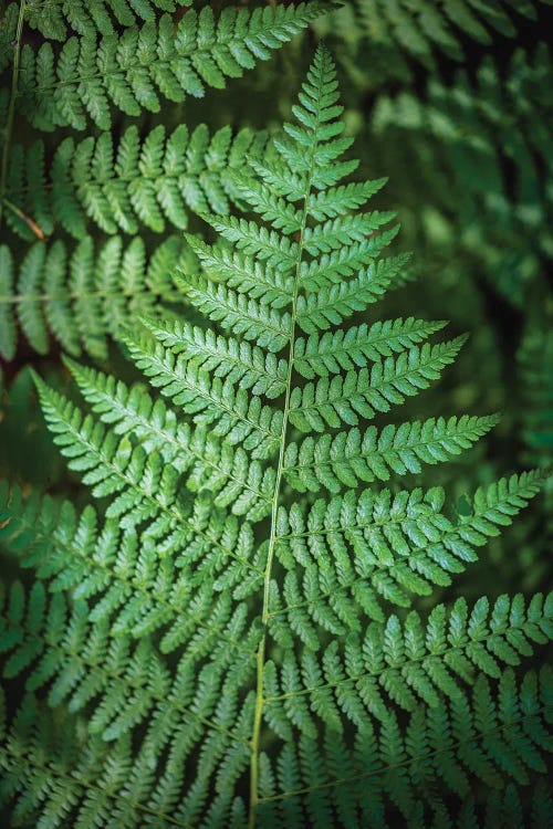 Olympic National Park Green Forest Leaf I by Alex G Perez wall art
