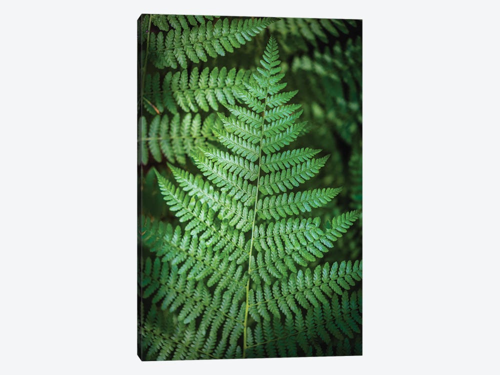 Olympic National Park Green Forest Leaf I by Alex G Perez 1-piece Canvas Print