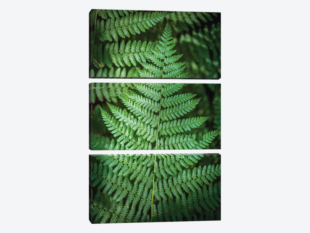 Olympic National Park Green Forest Leaf I by Alex G Perez 3-piece Canvas Print
