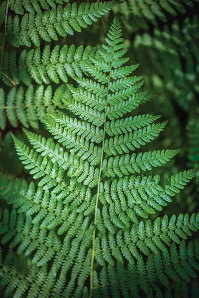 Alex G Perez: Olympic National Park Green Forest Leaf I by Alex G Perez