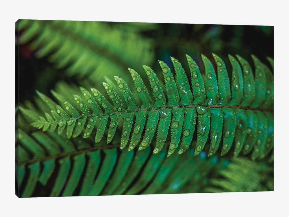 Olympic National Park Green Forest Leaf II by Alex G Perez 1-piece Canvas Print