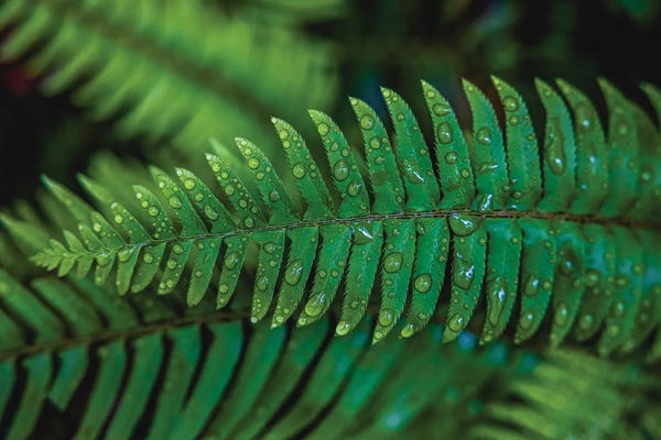 Alex G Perez: Olympic National Park Green Forest Leaf II by Alex G Perez