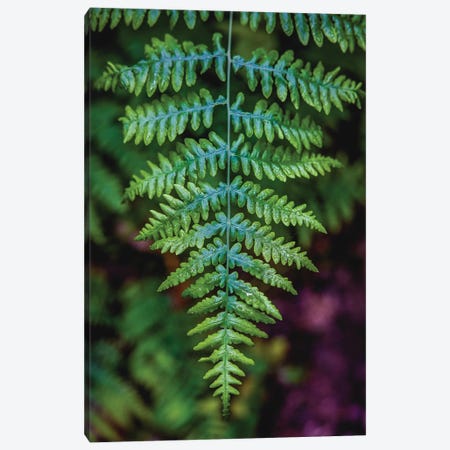 Olympic National Park Green Forest Leaf III Canvas Print #AGP601} by Alex G Perez Canvas Art Print