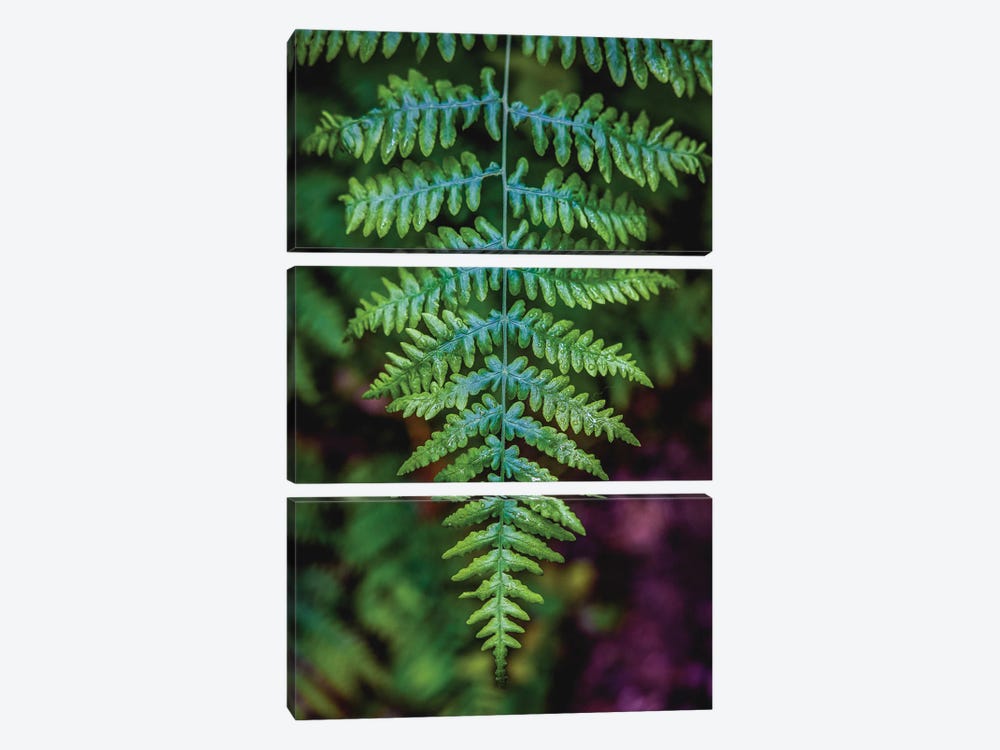 Olympic National Park Green Forest Leaf III by Alex G Perez 3-piece Canvas Wall Art