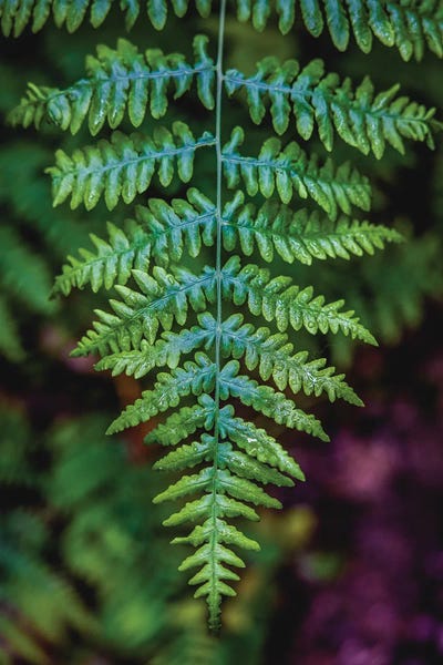 Alex G Perez: Olympic National Park Green Forest Leaf III by Alex G Perez