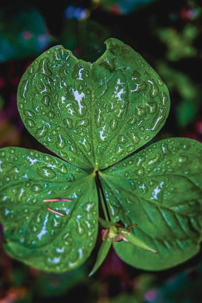 Alex G Perez: Olympic National Park Green Forest Leaf IV by Alex G Perez
