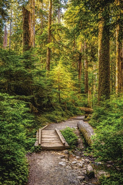 Trails, Paths & Roads: Olympic National Park Hiking Trail I by Alex G Perez