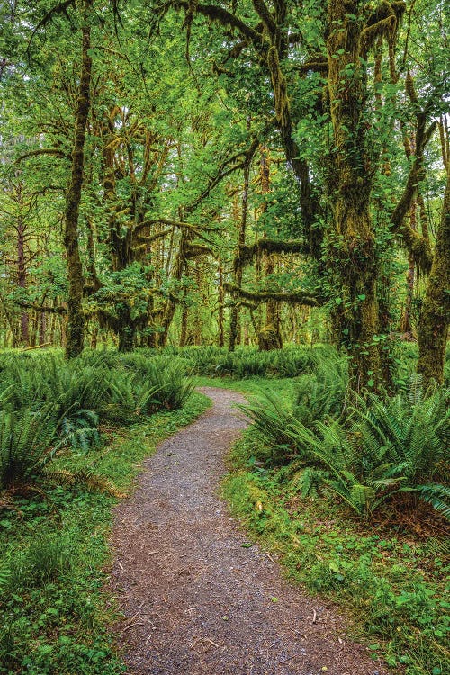 Olympic National Park Hiking Trail II by Alex G Perez wall art