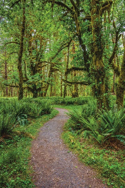 Alex G Perez: Olympic National Park Hiking Trail II by Alex G Perez