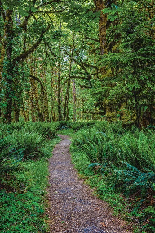 Olympic National Park Hiking Trail III