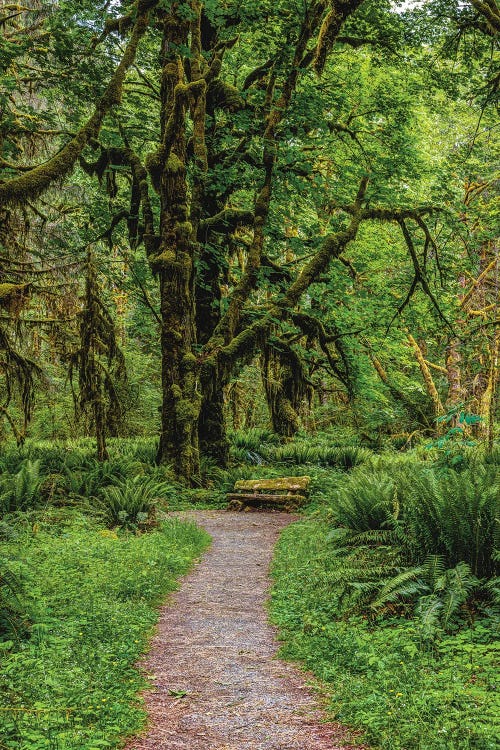 Olympic National Park Hiking Trail IV by Alex G Perez wall art