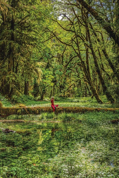 Alex G Perez: Olympic National Park Hiking Trail V by Alex G Perez