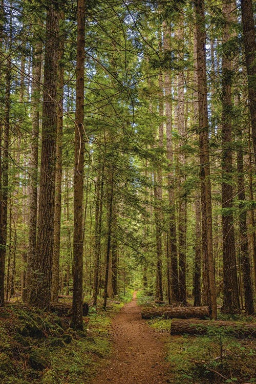 Olympic National Park Hiking Trail VI