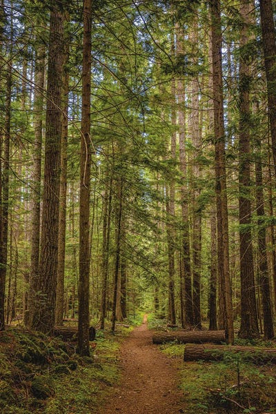 Alex G Perez: Olympic National Park Hiking Trail VI by Alex G Perez