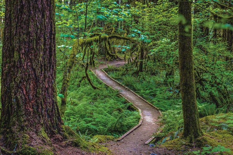 Olympic National Park Hiking Trail VII by Alex G Perez wall art
