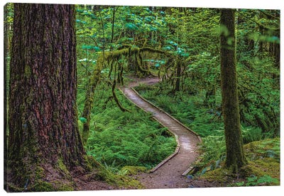 Olympic National Park Hiking Trail VII Canvas Art Print - Take a Hike