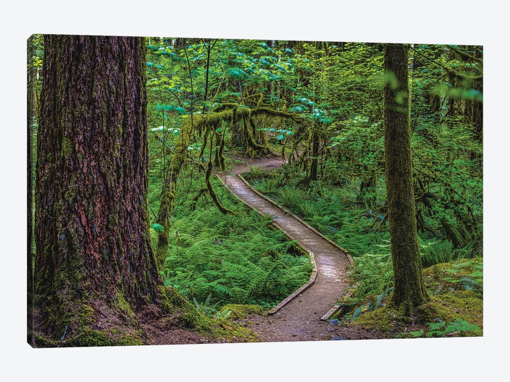 Olympic National Park Hiking Trail VII by Alex G Perez 1-piece Canvas Artwork