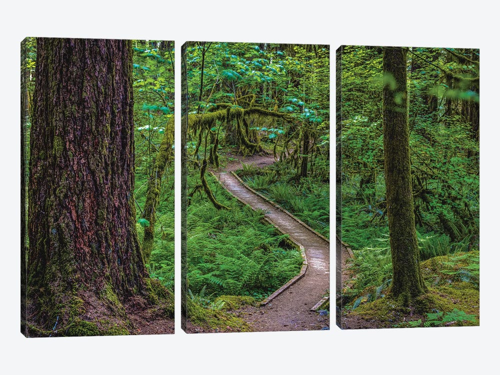 Olympic National Park Hiking Trail VII by Alex G Perez 3-piece Canvas Artwork