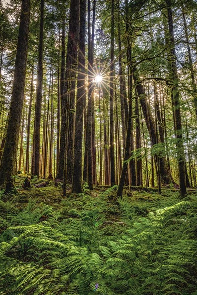Alex G Perez: Olympic National Park Hiking Trail VIII by Alex G Perez