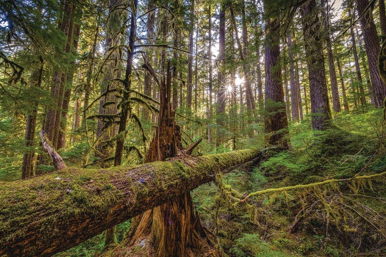 Olympic National Park Hiking Trail IX