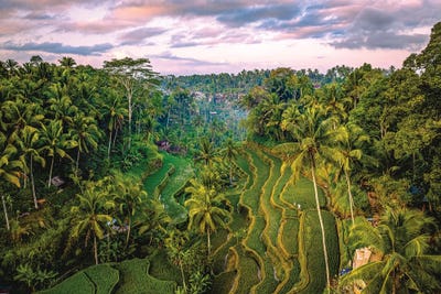 Bali Indonesia Mupu Rice Terrace I by Alex G Perez canvas print