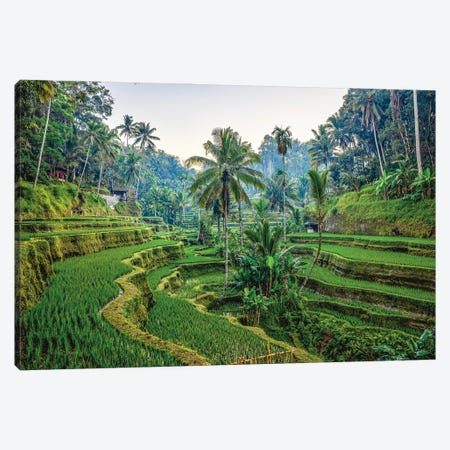 Bali Indonesia Mupu Rice Terrace II Canvas Print #AGP624} by Alex G Perez Canvas Art