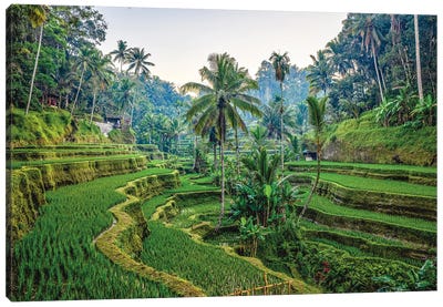 Bali Indonesia Mupu Rice Terrace II Canvas Art Print - Celery