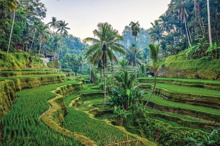 Bali Indonesia Mupu Rice Terrace II