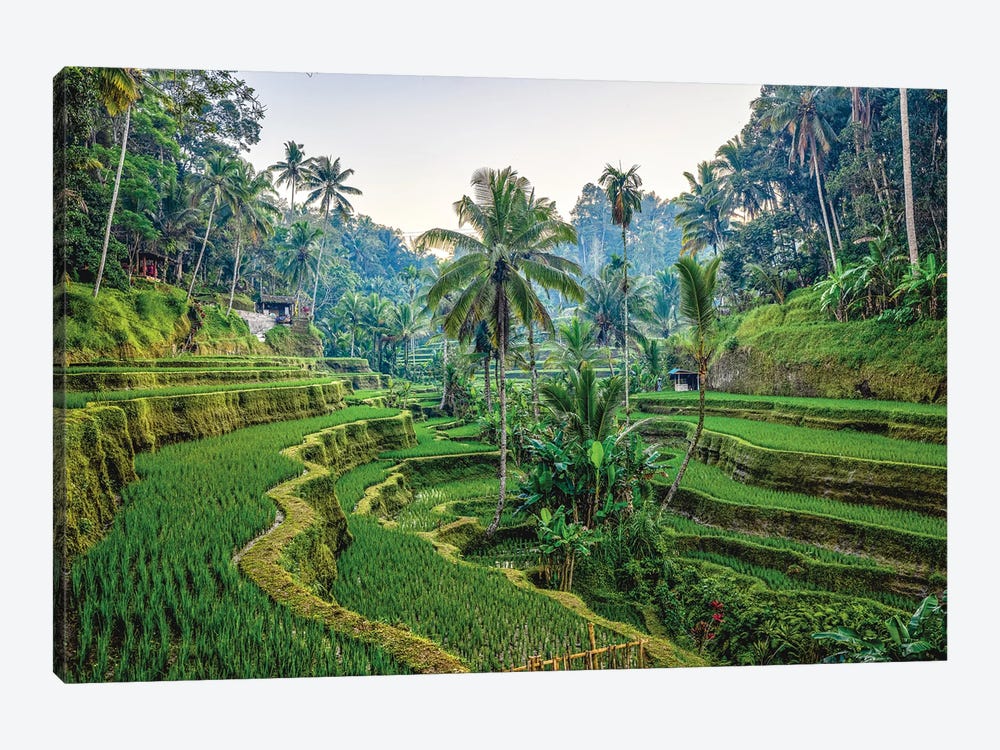 Bali Indonesia Mupu Rice Terrace II by Alex G Perez 1-piece Canvas Print