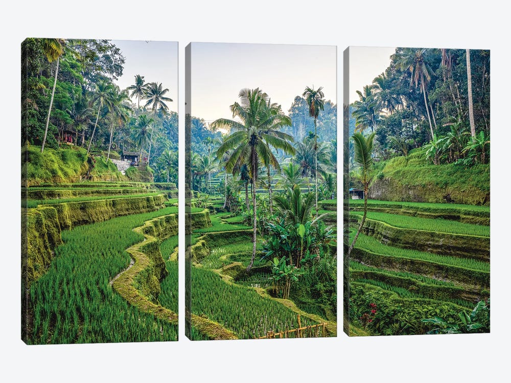 Bali Indonesia Mupu Rice Terrace II by Alex G Perez 3-piece Art Print