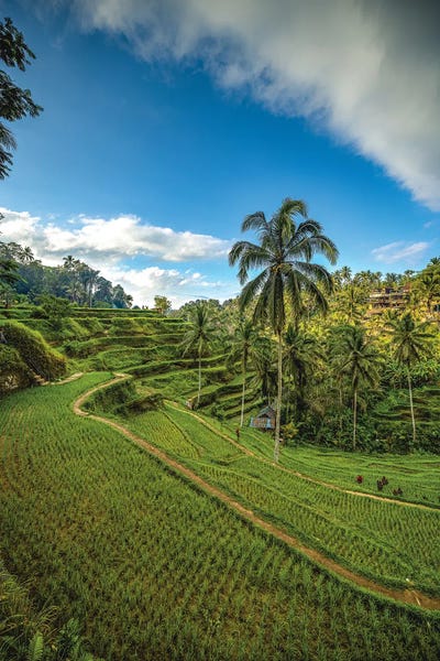 Farms: Bali Indonesia Mupu Rice Terrace III by Alex G Perez