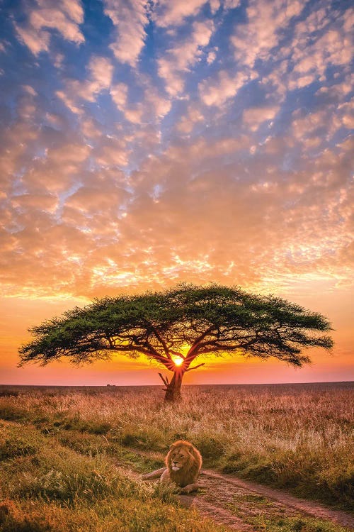 Africa Safari Sunset With Lion Portrait by Alex G Perez wall art