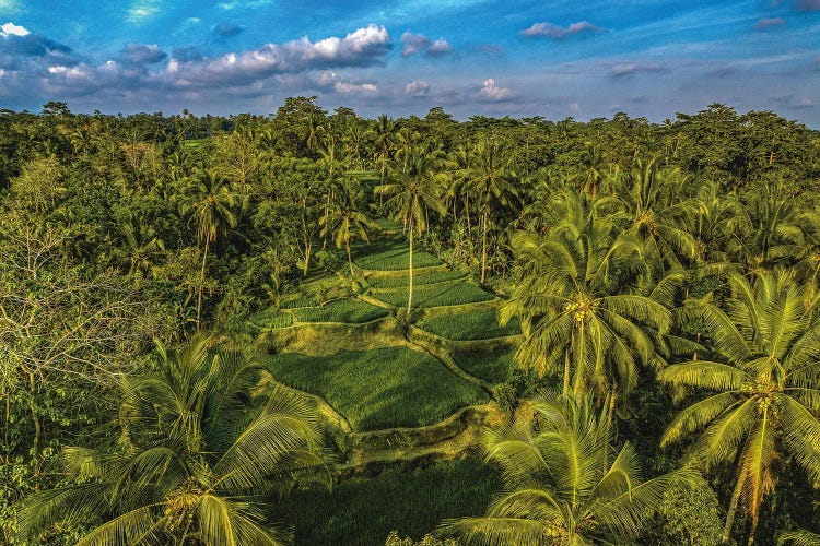 Indonesia Beautiful Rice Terrace I by Alex G Perez wall art